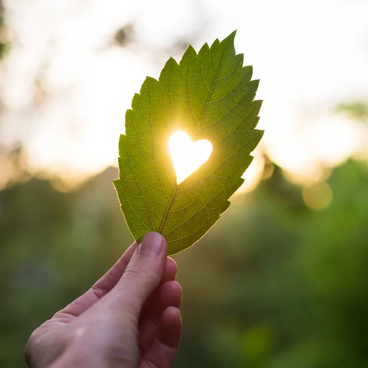 Leaf with a heart shape cut out allowing sunlight to pour through
