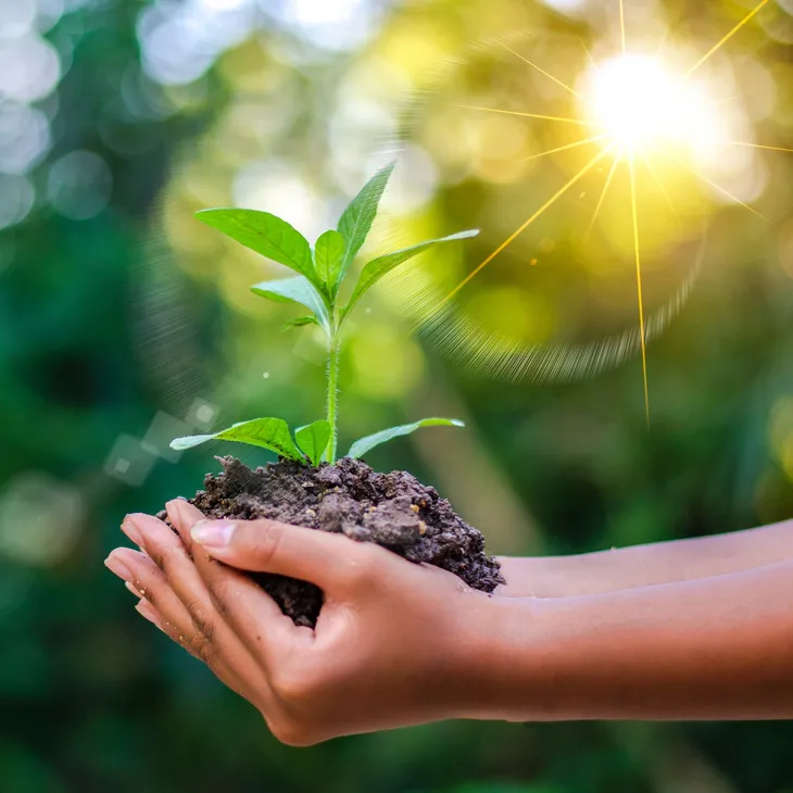 Hands held together holding soil with a seed growing out of it