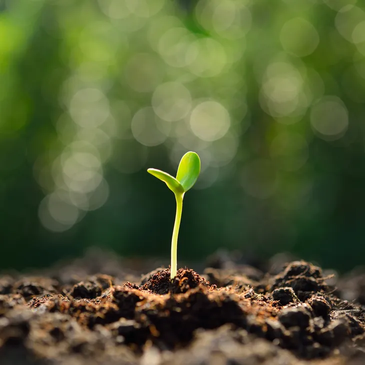 Seed growing out of soil