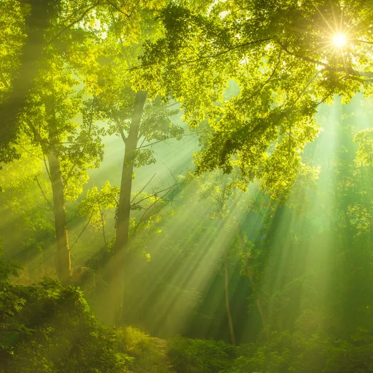 Light pouring through the trees